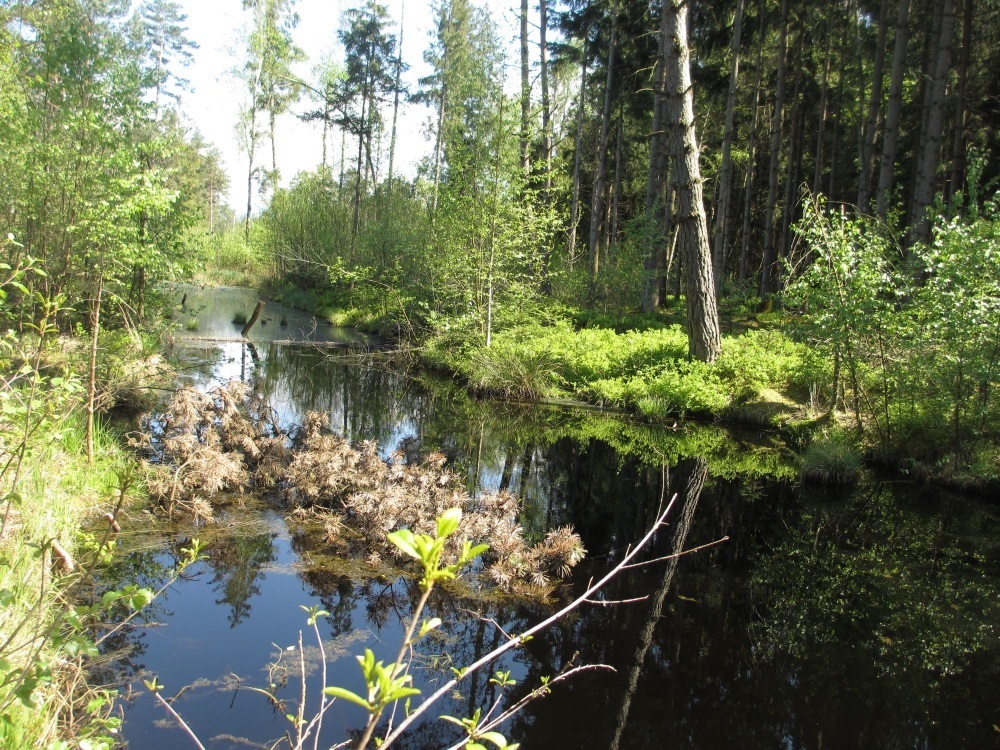 Sterntaler Filze. Moorerlebnisweg im Chiemgau Sterntaler Filze. Moorerlebnisweg im Chiemgau