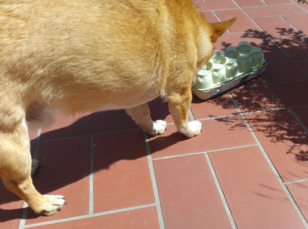 Hundebeschäftigung - der Hund muß irgendwie den Eier-Karton öffnen, um das Leckerli zu bekommen