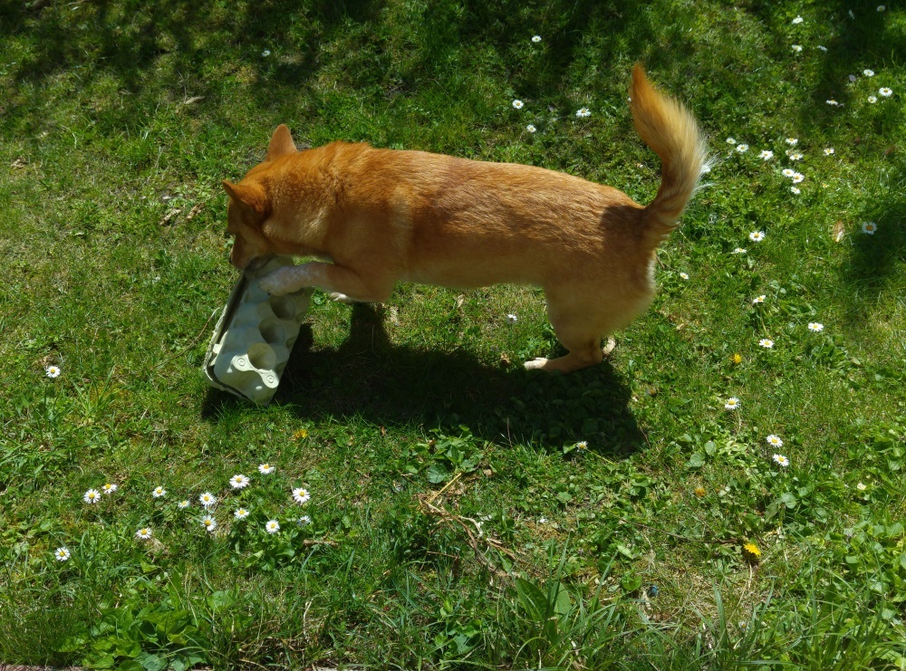 Ein alter Eierkarton als Leckerliversteck. Den muß der Hund öffnen