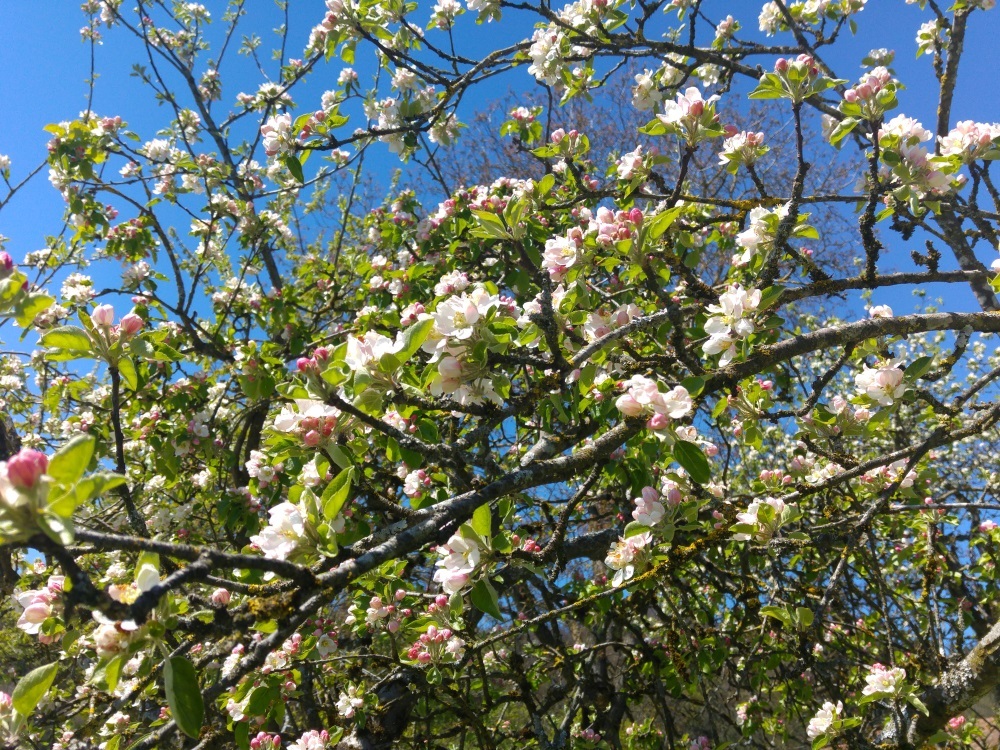 Blüten überall am Weg zum Aussichtsturm Ratzinger Höhe