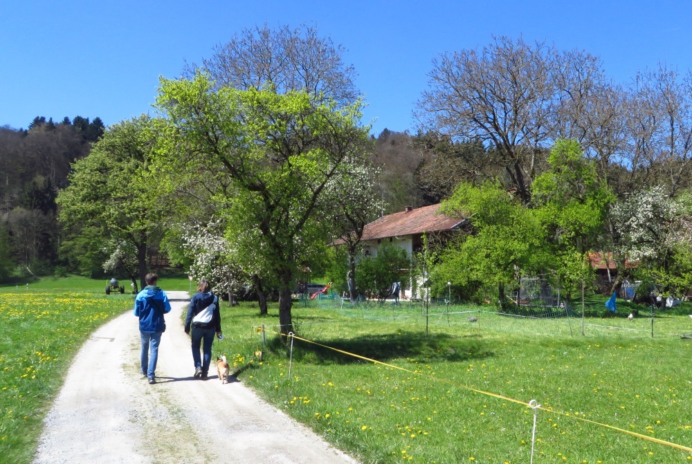 Abwechslung beim Wandern - vorbei an Hühnern und Streuobstwiesen zu Ratzinger Höhe