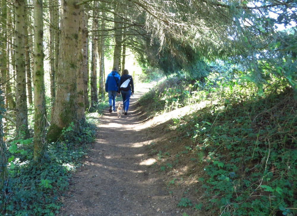 Waldwege führen zur Ratzinger Höhe