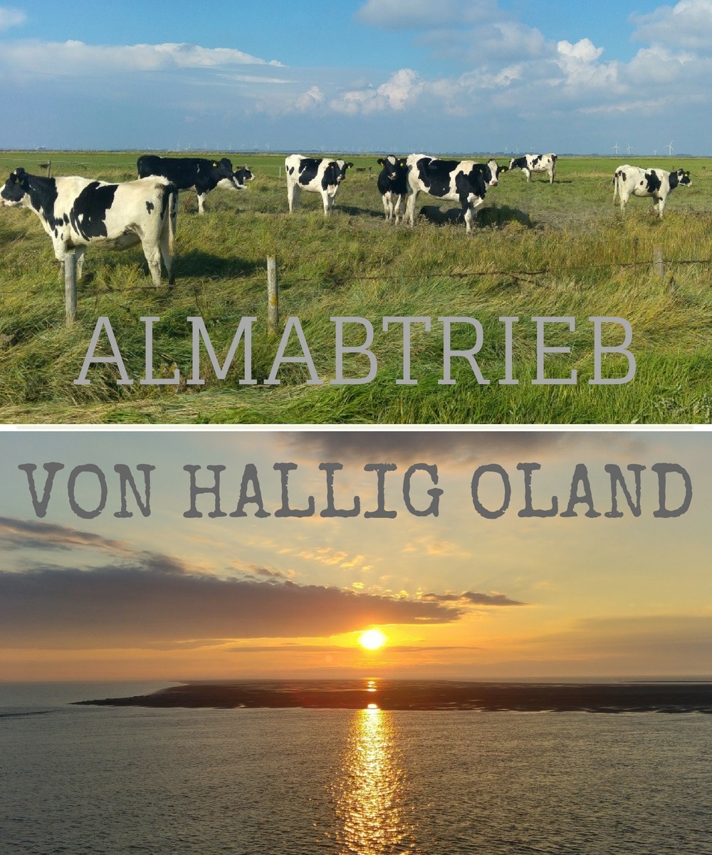 Almabtrieb auf der Hallig