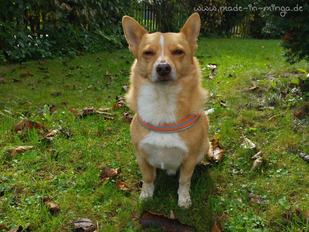 Zufriedener Hund mit neuem selbstgenähten Hundegeschirr