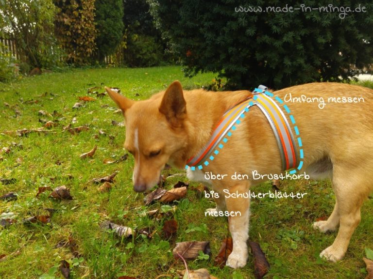 DIY ein Hundegeschirr ist einfach selbst genäht.