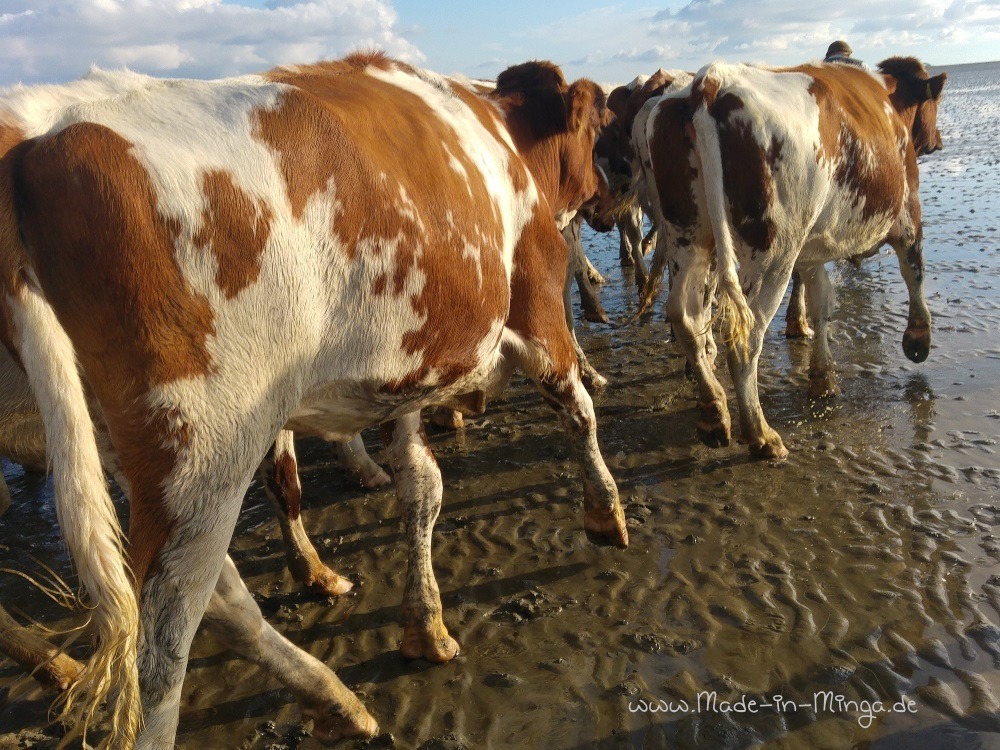 Im Galopp über das Watt. Alomabtreib auf der Hallig