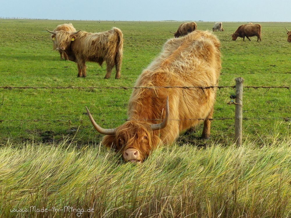 die schottischen Highlands sind robust genug für das Wetter der Hallig