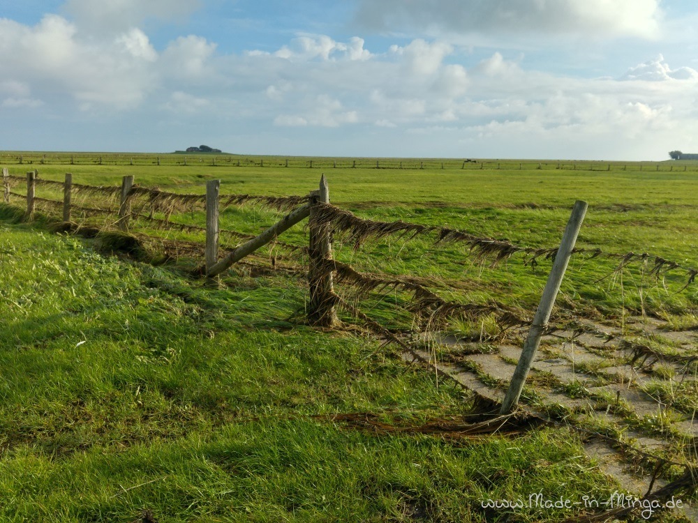 Reste von Seegras im Zaun vom letzten Land-unter auf Hallig Langeness