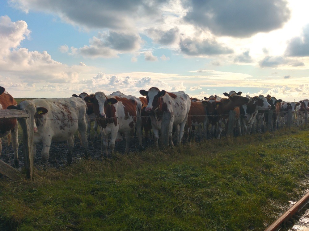 Die Kühe auf Oland warten schon am Zaun auf den Abtrieb