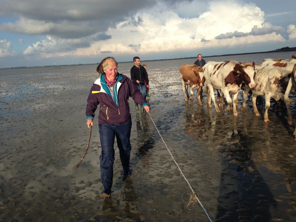 Nur mit einem Stock in der Hand und einem dünnem Seilchen - Almabtrieb von der Hallig über das Watt