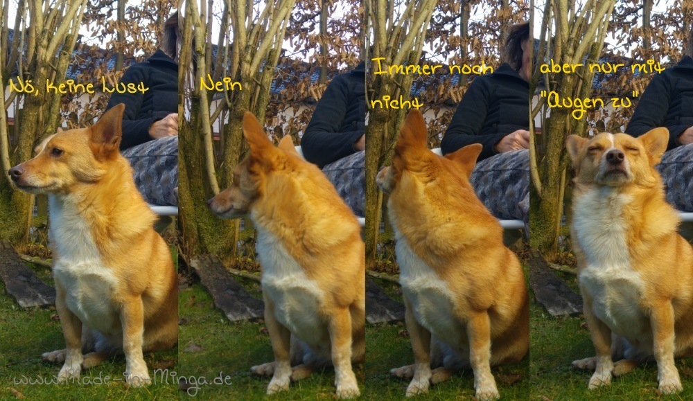 Hundefotos sind schwierig ohne Leckerli
