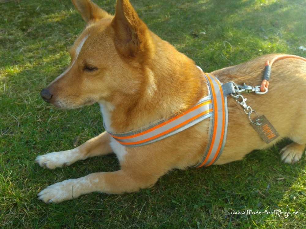 selbstgenähtes HundeGeschirr mit Leine und Namensschild