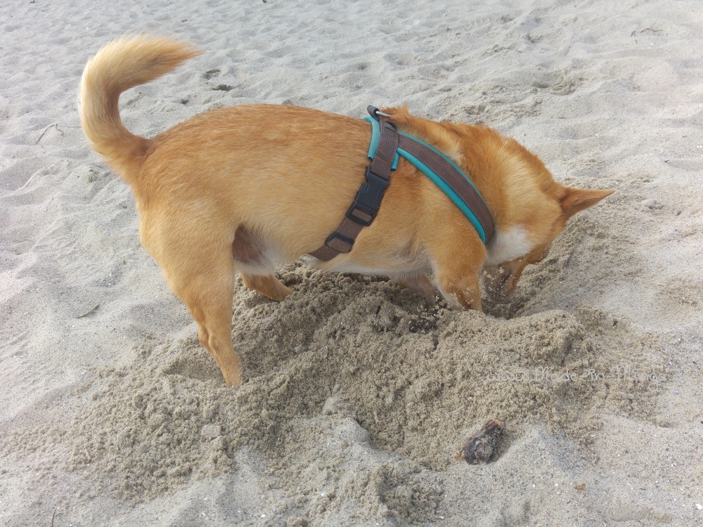 Hundespaß am Sandstrand von Dänemark