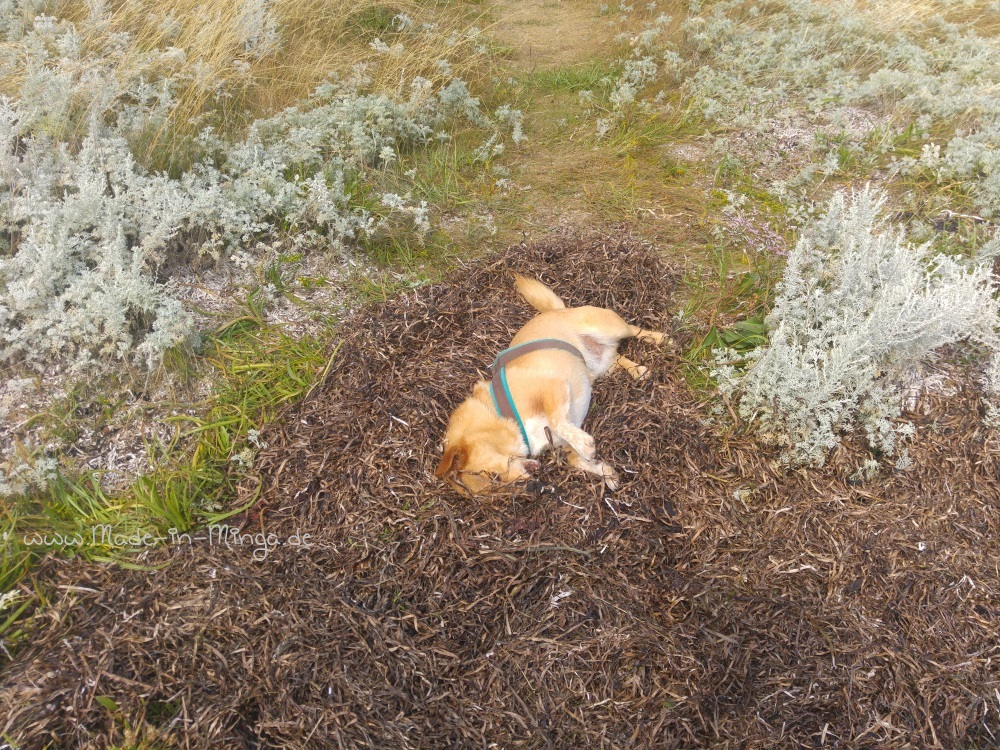 Hund im trockenen Seegras