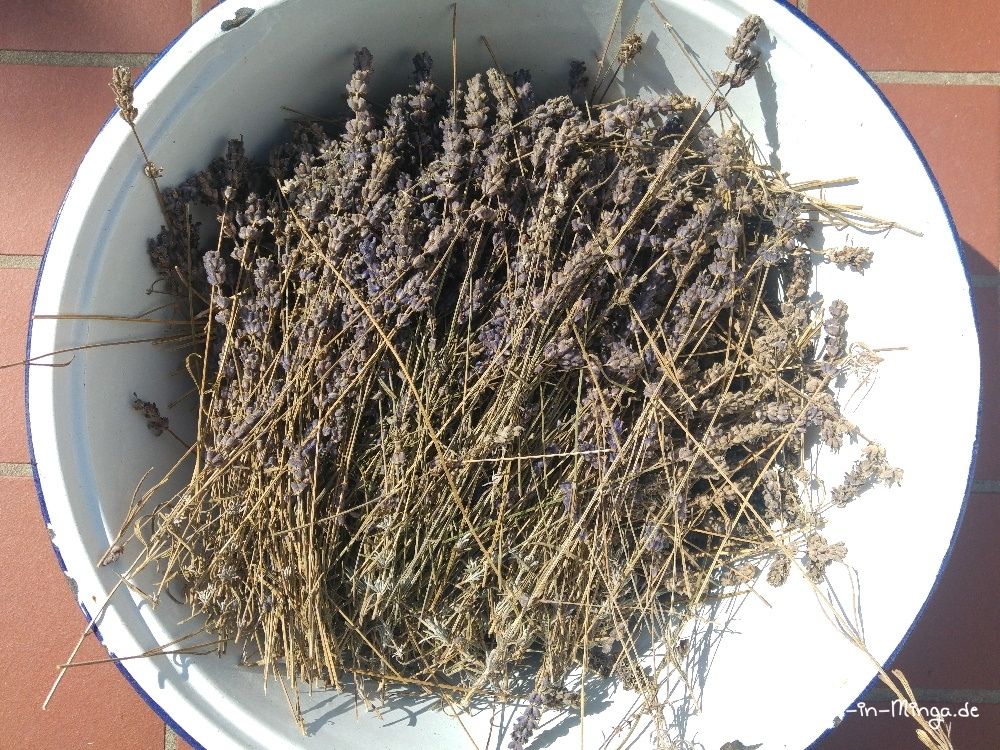 Emailleschüssel mit getrocknetem Lavendel